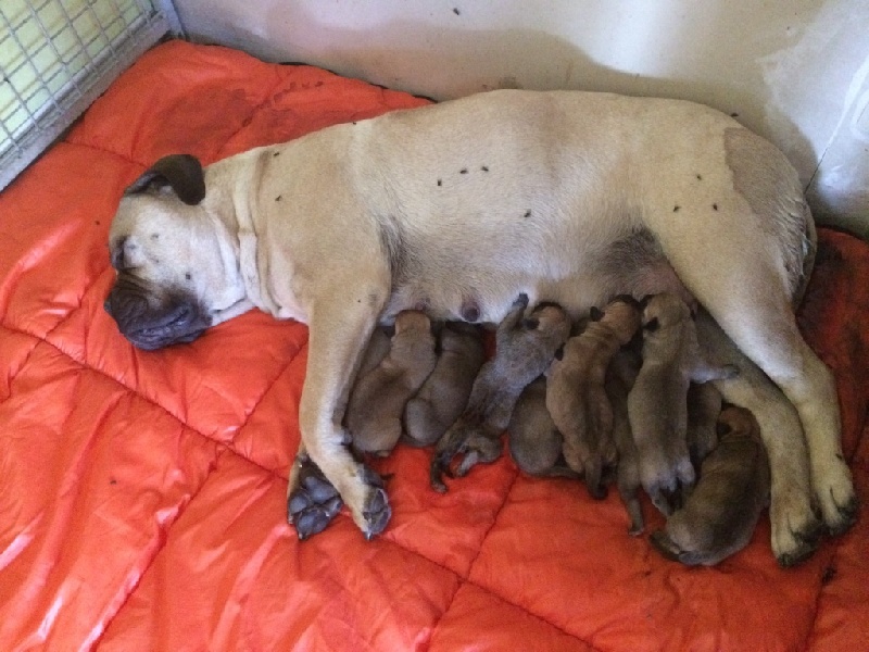 De La Vallée D'heden - Bullmastiff - Portée née le 01/08/2015