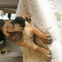 CHIOT